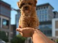 SEVİMLİ TOY POODLE YAVRUMUZ