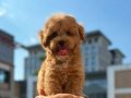 SEVİMLİ TOY POODLE YAVRUMUZ