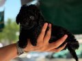 Nadir Renk Siyah Poodle Yavrumuz