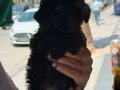 Nadir Renk Siyah Poodle Yavrumuz