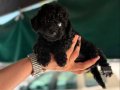 Nadir Renk Siyah Poodle Yavrumuz