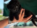 Nadir Renk Siyah Poodle Yavrumuz