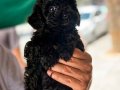 Nadir Renk Siyah Poodle Yavrumuz