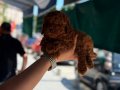 BaByface Dark Brown Poodle Yavrumuz
