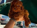 BaByface Dark Brown Poodle Yavrumuz