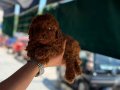BaByface Dark Brown Poodle Yavrumuz
