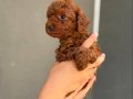 Minyatür Toy Poodle Bebekleri