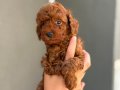 Minyatür Toy Poodle Bebekleri