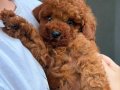 Minyatür Toy Poodle Bebekleri