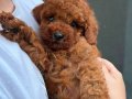 Minyatür Toy Poodle Bebekleri