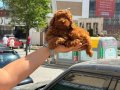Dark Red Brown Poodle Yavrularımız