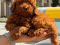 Dark Red Brown Poodle Yavrularımız