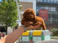 Dark Red Brown Poodle Yavrularımız