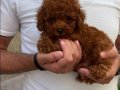 Minyatür Poodle Yavrumuz