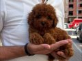 Minyatür Poodle Yavrumuz