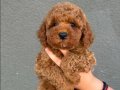 Karamel Poodle Yavrularımız