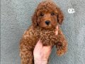 Karamel Poodle Yavrularımız