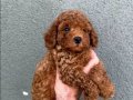 Karamel Poodle Yavrularımız