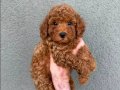Karamel Poodle Yavrularımız