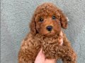 Karamel Poodle Yavrularımız