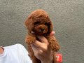 Oyuncak Poodle Bebeklerimiz