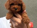 Oyuncak Poodle Bebeklerimiz