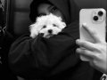2.5 aylık beyaz maltipoo