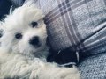 2.5 aylık beyaz maltipoo