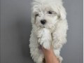 2.5 aylık beyaz maltipoo