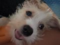 Bolonka Terrier Kırması (Daisy)