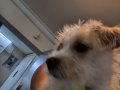 Bolonka Terrier Kırması (Daisy)