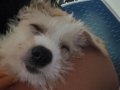 Bolonka Terrier Kırması (Daisy)