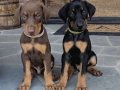 Sağlık ve Garantili İki Aylık Doberman Yavrular