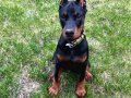 Sağlık ve Garantili İki Aylık Doberman Yavrular