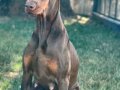 Sağlık ve Garantili İki Aylık Doberman Yavrular