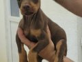 Sağlık ve Garantili İki Aylık Doberman Yavrular