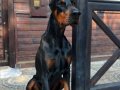 Sağlık ve Garantili İki Aylık Doberman Yavrular