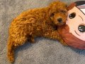 Toy poodle acil yuva arıyoruz