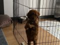 Toy poodle acil yuva arıyoruz