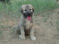 Safkangal