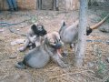 Safkangal