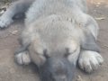 Safkangal