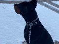 SAFKAN DOBERMANN