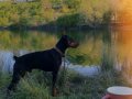 SAFKAN DOBERMANN