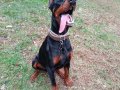 SAFKAN DOBERMANN