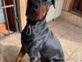 SAFKAN DOBERMANN