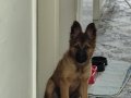 Herşeyi tam 3 aylık Belçika malinois