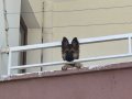 Herşeyi tam 3 aylık Belçika malinois