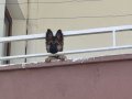 Herşeyi tam 3 aylık Belçika malinois
