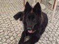 Secereli egitimli solid alman çoban köpeği 